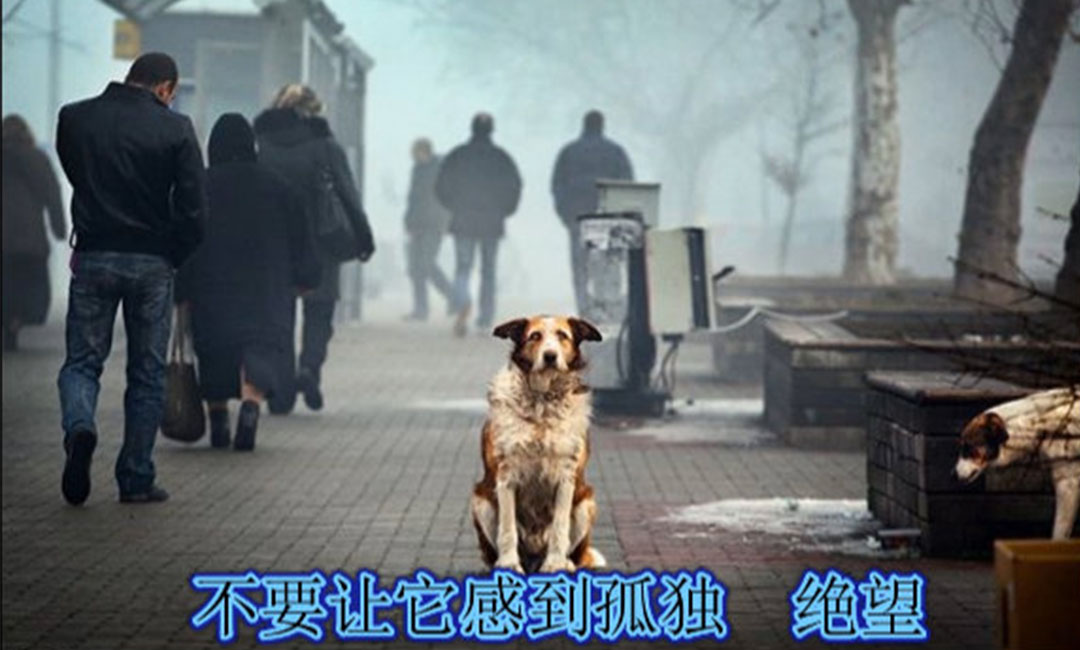 德州德州爱影圈微博微信转发案例